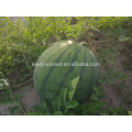W01 типах Новый большой размер F1 гибрид семена бессемянного арбуза 